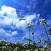 青空 の もと