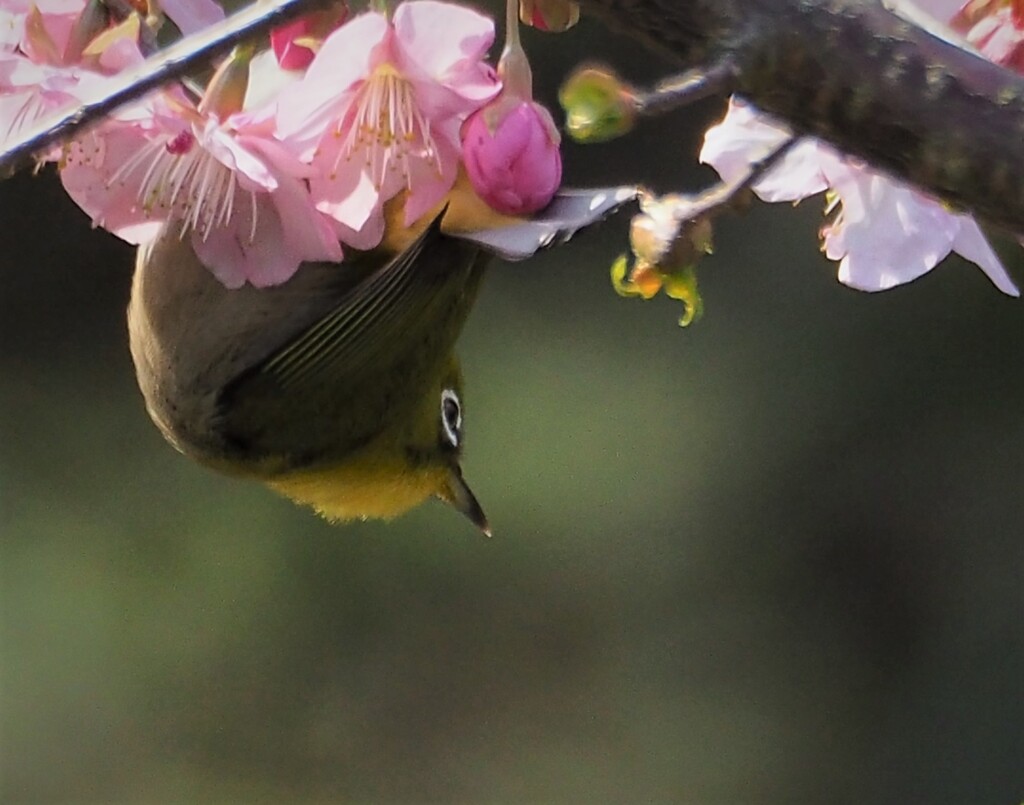 みっ 見つけた！