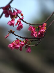 散歩コースの 桜たち Ⅱ