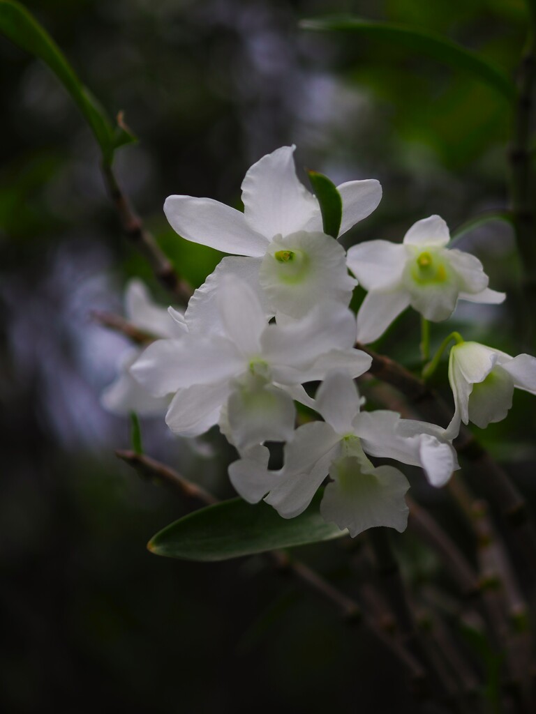 庭に咲く 花 Ⅱ