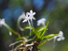 花の向きが ・・・
