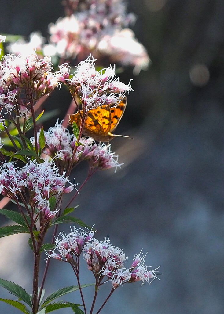 アサギマダラに逢いたくて