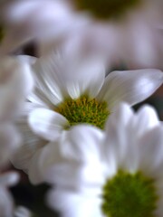 蕊