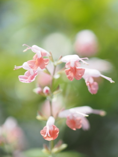 ピンク セージ
