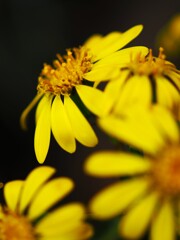 片隅で ひときわ目を引く