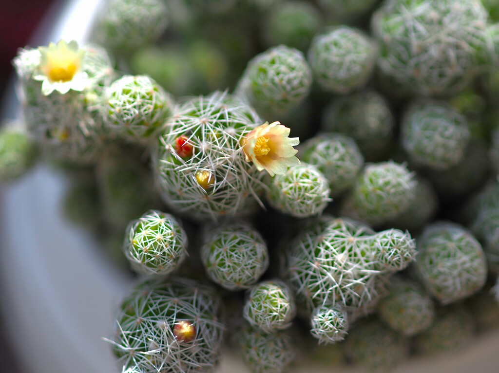 見落とされし 花