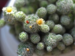 見落とされし 花