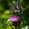 チョウの好きな 花
