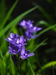 何て 花 だっけ