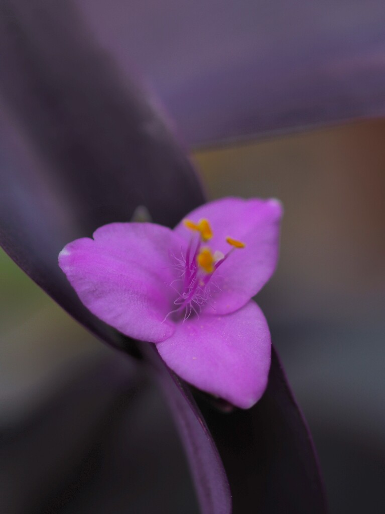 初めて咲いた 花