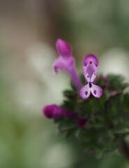 鉢植えの 花