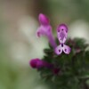 鉢植えの 花