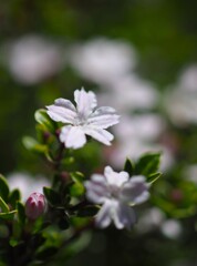 庭に咲く 花 Ⅱ