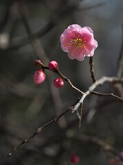 庭の 紅梅