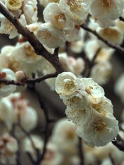 満々開 です
