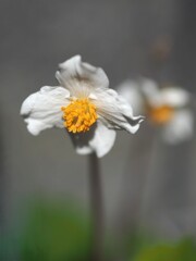 手入れ不足だった 花