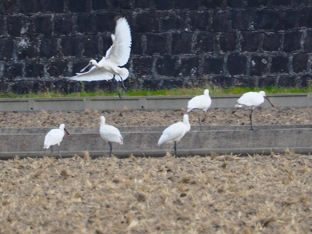 ェッ ヘラサギ！