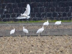 ェッ ヘラサギ！