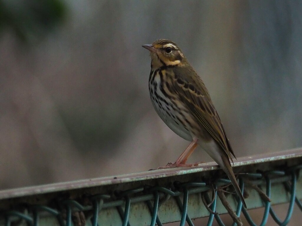 何て 鳥 かな