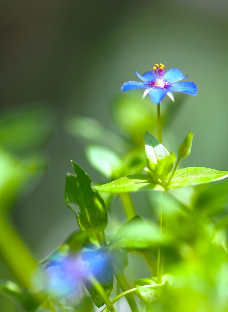 我が家の 雑草 Ⅲ