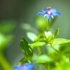 我が家の 雑草 Ⅲ