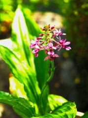 ナツエビネ 開花