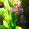 ナツエビネ 開花