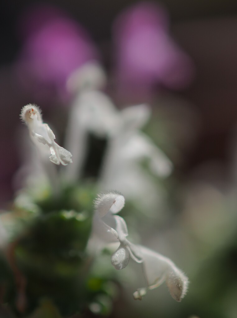 鉢植えの 白花