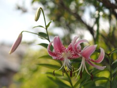 好きな 花