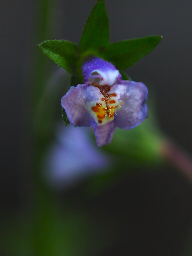 怪しき 花