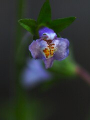 怪しき 花