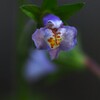 怪しき 花