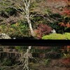 秋だけの 寿福寺
