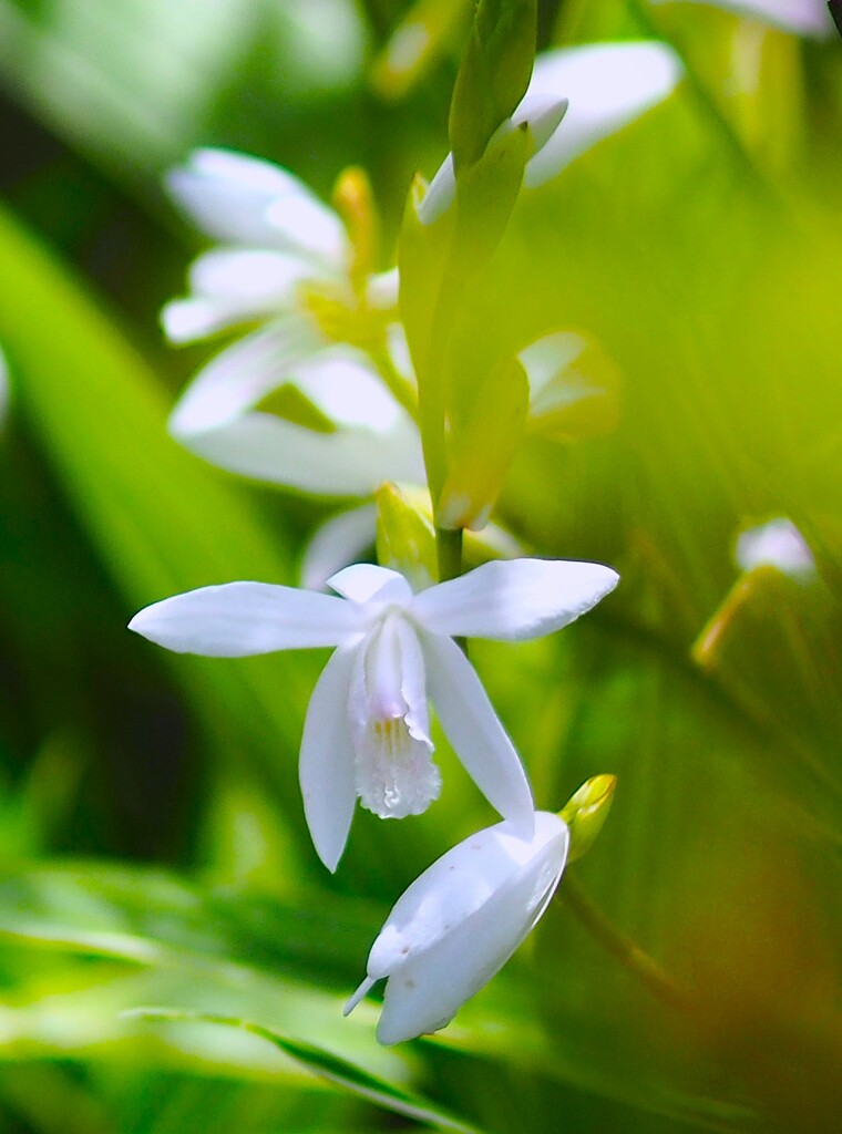 庭に咲く 花 Ⅲ