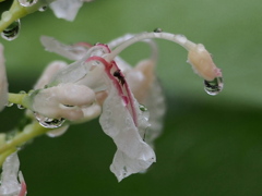 雨の アオノクマタケラン