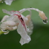 雨の アオノクマタケラン