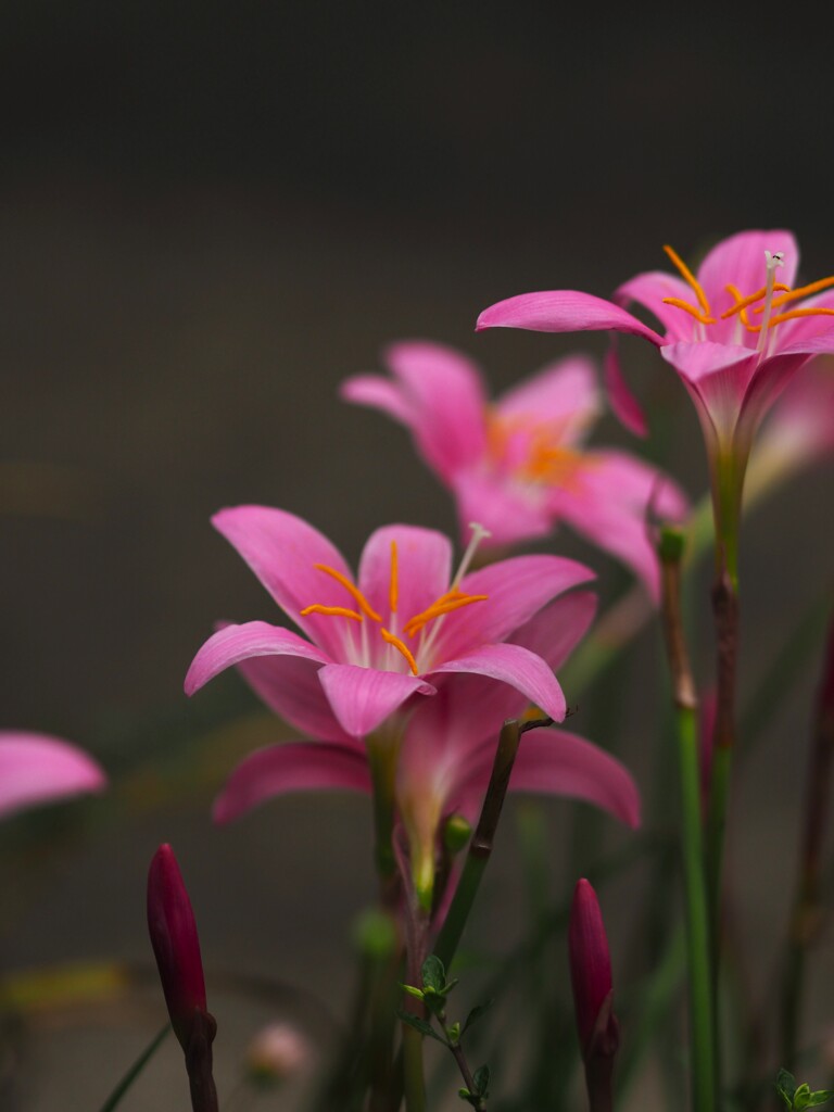 サフランモドキ