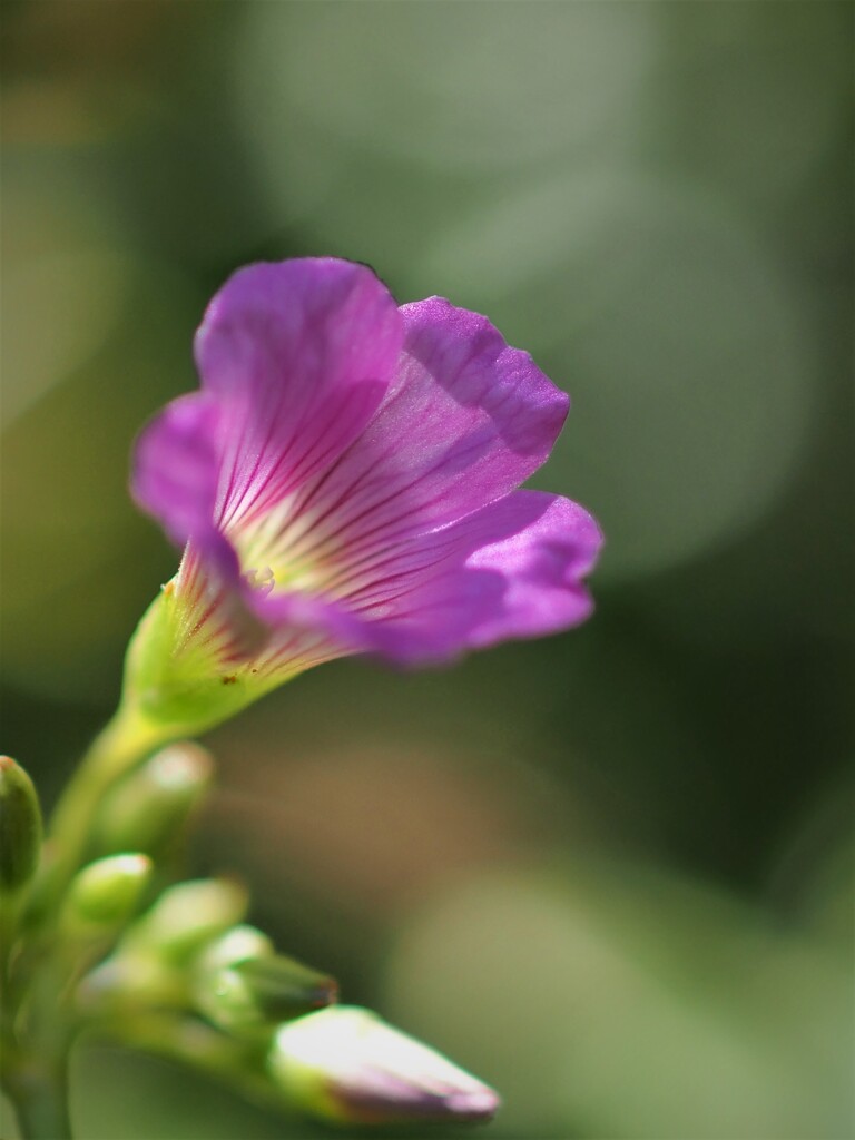 庭に咲く 花