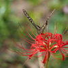 ナミ の 好きな花