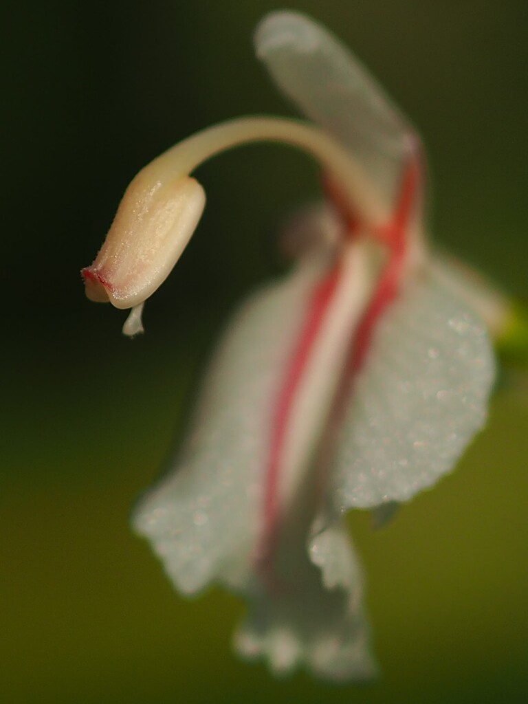 蕊