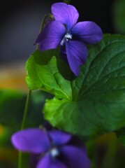 丸い 葉の 菫