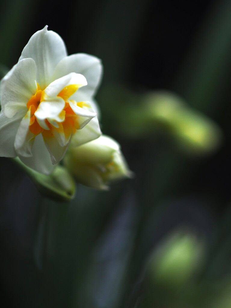 庭の 水仙