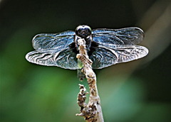 王シオカラトンボ