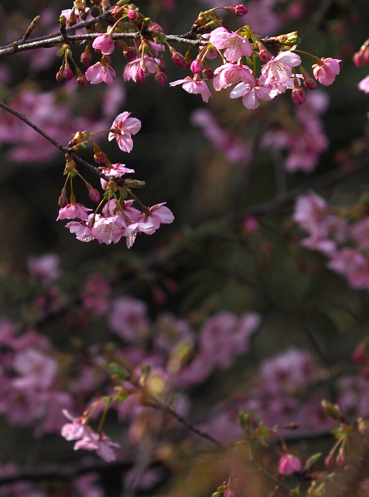 散歩コースの 桜たち