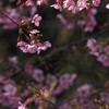 散歩コースの 桜たち