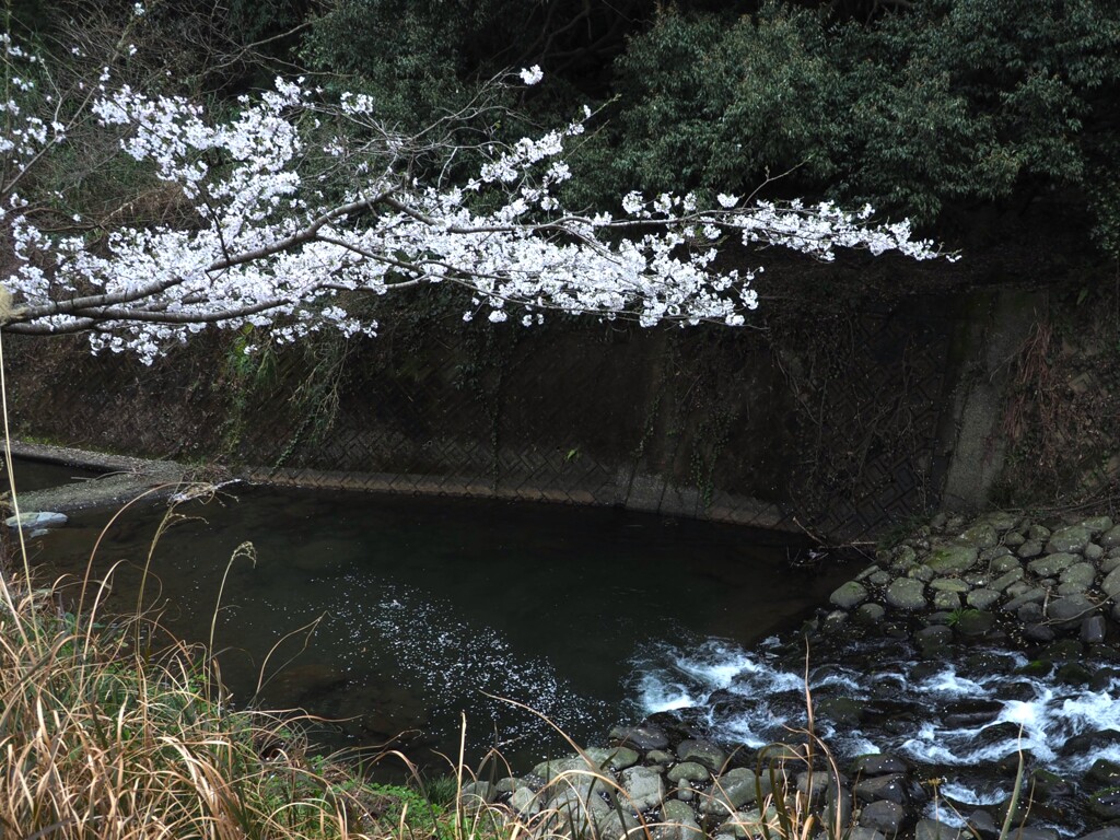 花筏 は 此れからか