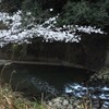 花筏 は 此れからか