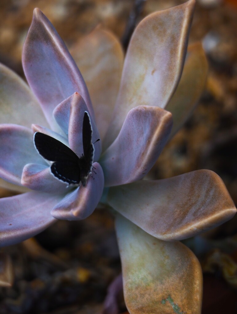 オボロズキ に クロシジミ