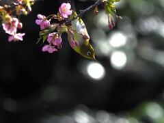 第二 ショット