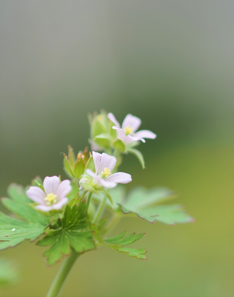 雑草 と 呼ばれし花